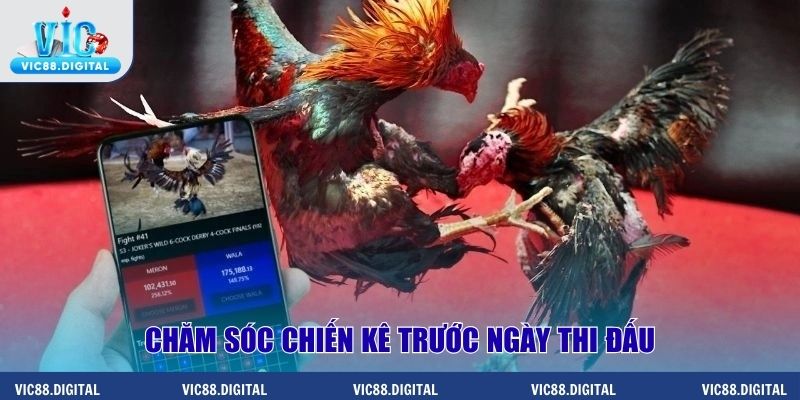 Chăm sóc chiến kê trước ngày thi đấu