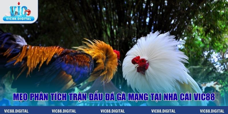 Mẹo phân tích trận đấu đá gà mạng tại nhà cái Vic88