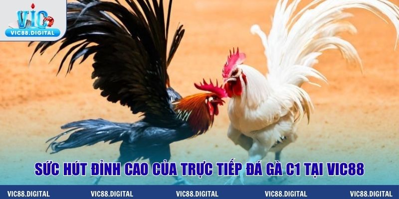 Sức hút đỉnh cao của trực tiếp đá gà C1 tại Vic88