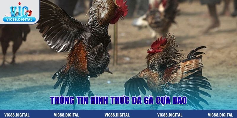 Thông tin hình thức đá gà cựa dao